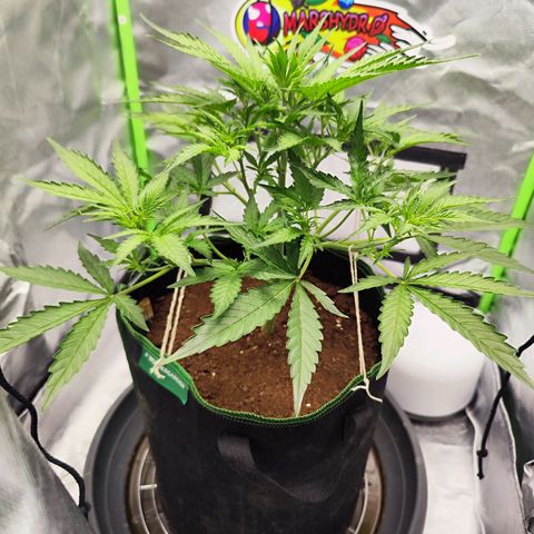 Auto Banana Blaze  growlog timeline photo
