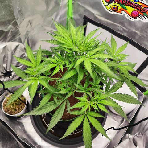 Auto Banana Blaze  growlog timeline photo