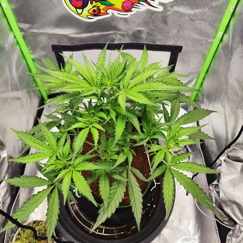 Auto Banana Blaze  growlog timeline photo