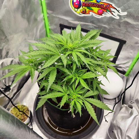 Auto Banana Blaze  growlog timeline photo