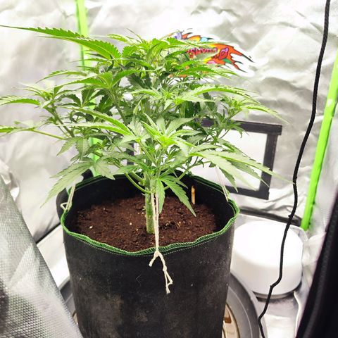 Auto Banana Blaze  growlog timeline photo