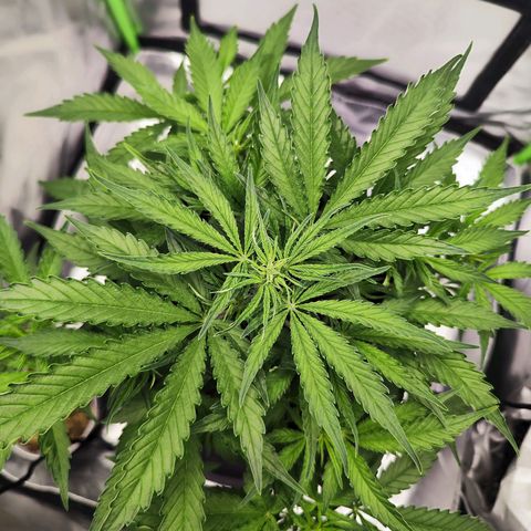 Auto Banana Blaze  growlog timeline photo