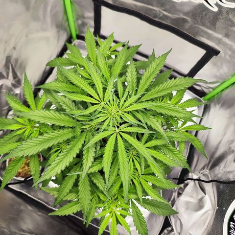 Auto Banana Blaze  growlog timeline photo