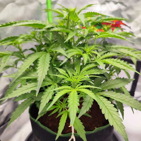 Auto Banana Blaze  growlog timeline photo