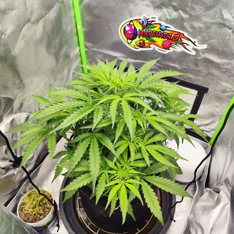 Auto Banana Blaze  growlog timeline photo