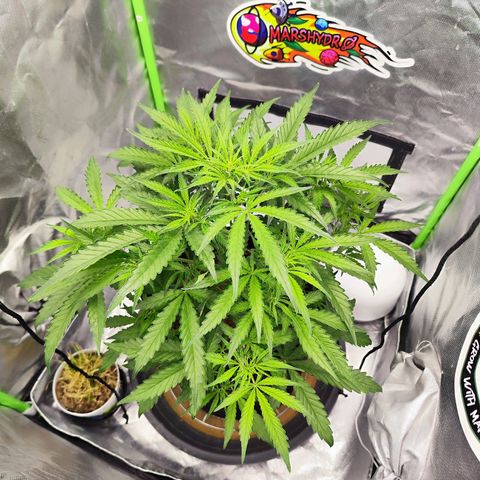 Auto Banana Blaze  growlog timeline photo