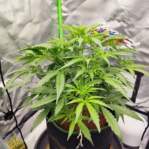 Auto Banana Blaze  growlog timeline photo