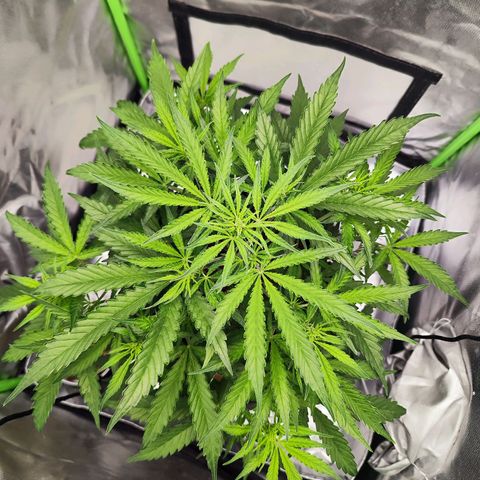 Auto Banana Blaze  growlog timeline photo