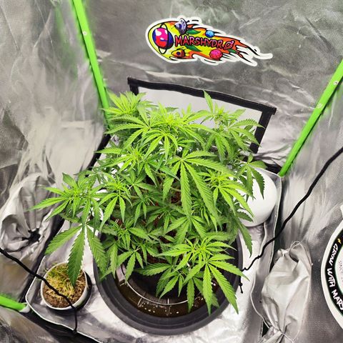 Auto Banana Blaze  growlog timeline photo