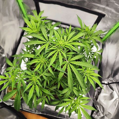 Auto Banana Blaze  growlog timeline photo