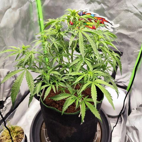 Auto Banana Blaze  growlog timeline photo