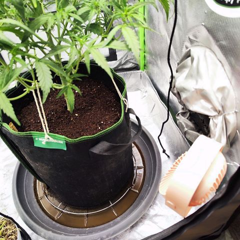 Auto Banana Blaze  growlog timeline photo