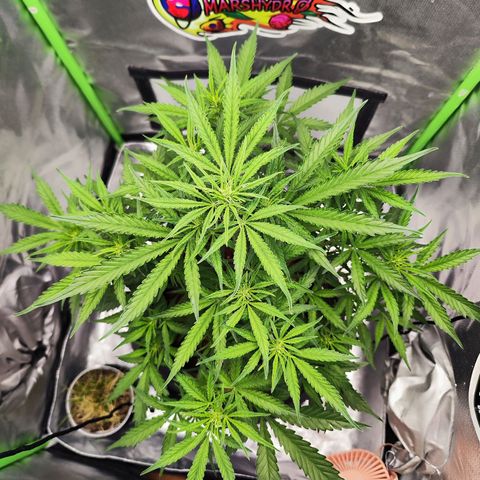 Auto Banana Blaze  growlog timeline photo