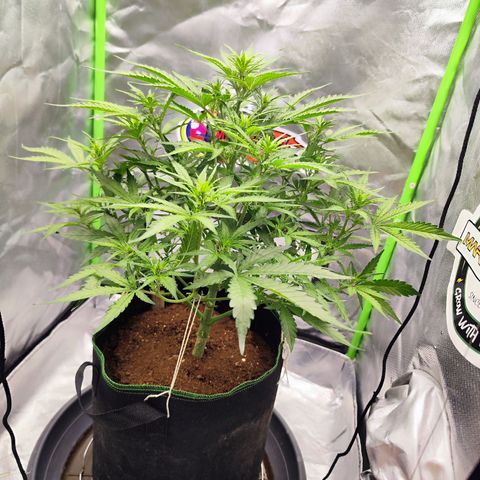 Auto Banana Blaze  growlog timeline photo
