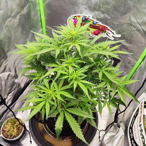 Auto Banana Blaze  growlog timeline photo