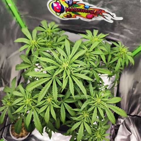 Auto Banana Blaze  growlog timeline photo