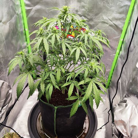 Auto Banana Blaze  growlog timeline photo
