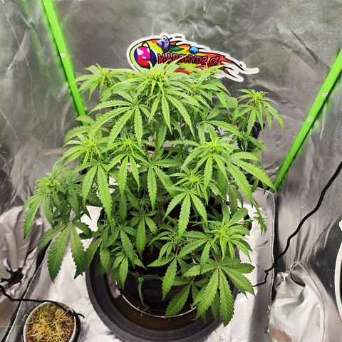 Auto Banana Blaze  growlog timeline photo