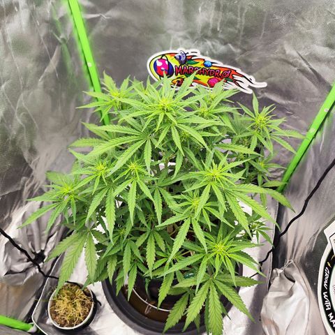 Auto Banana Blaze  growlog timeline photo