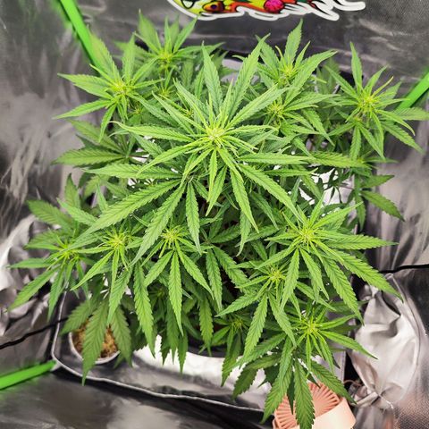 Auto Banana Blaze  growlog timeline photo