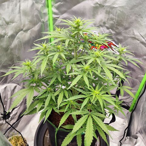 Auto Banana Blaze  growlog timeline photo