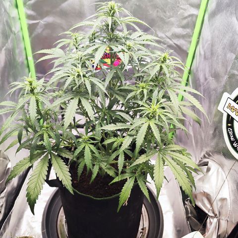 Auto Banana Blaze  growlog timeline photo