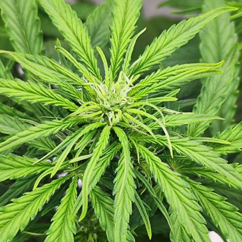 Auto Banana Blaze  growlog timeline photo