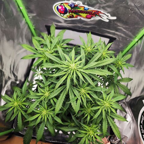Auto Banana Blaze  growlog timeline photo