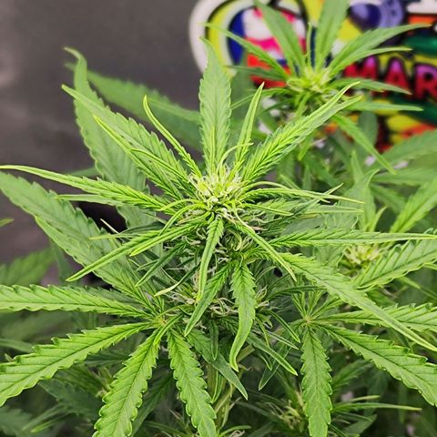 Auto Banana Blaze  growlog timeline photo