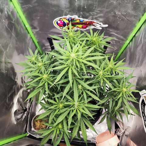 Auto Banana Blaze  growlog timeline photo