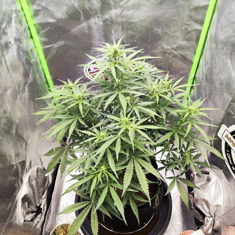 Auto Banana Blaze  growlog timeline photo