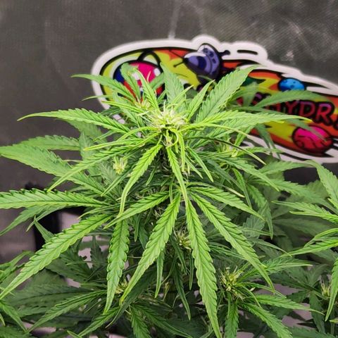 Auto Banana Blaze  growlog timeline photo
