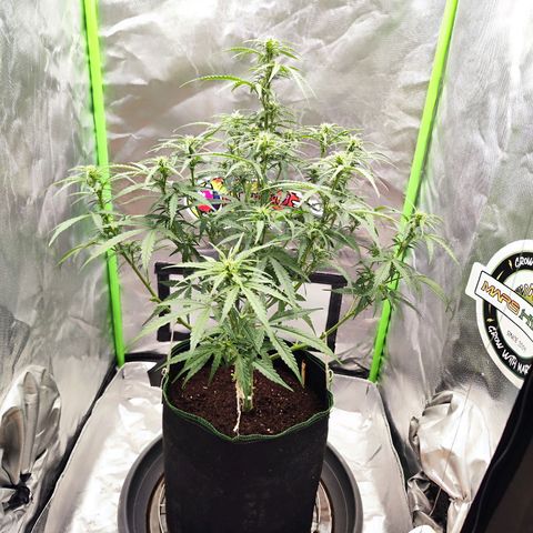 Auto Banana Blaze  growlog timeline photo