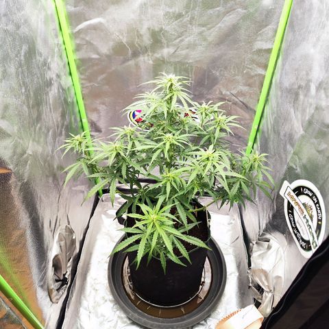 Auto Banana Blaze  growlog timeline photo