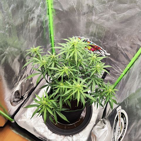 Auto Banana Blaze  growlog timeline photo