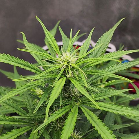 Auto Banana Blaze  growlog timeline photo