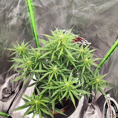 Auto Banana Blaze  growlog timeline photo