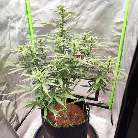 Auto Banana Blaze  growlog timeline photo