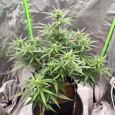 Auto Banana Blaze  growlog timeline photo