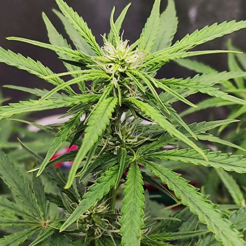 Auto Banana Blaze  growlog timeline photo
