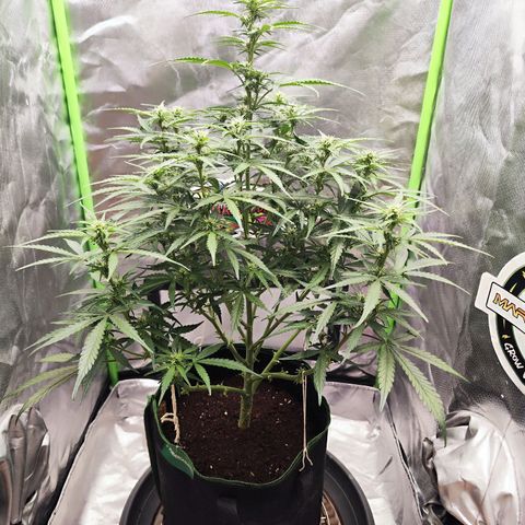 Auto Banana Blaze  growlog timeline photo