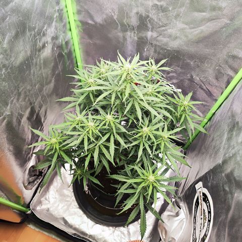 Auto Banana Blaze  growlog timeline photo