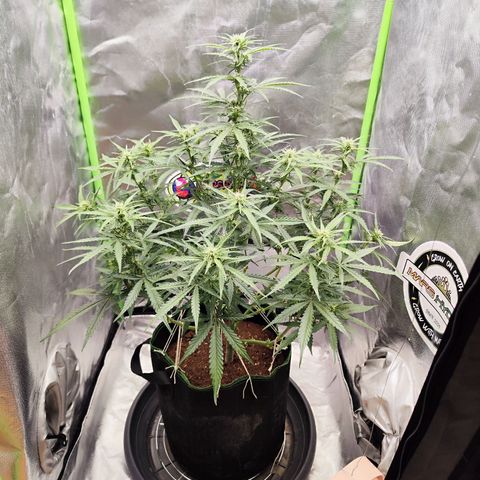 Auto Banana Blaze  growlog timeline photo