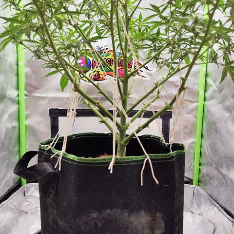 Auto Banana Blaze  growlog timeline photo