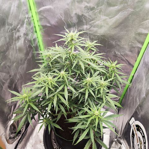 Auto Banana Blaze  growlog timeline photo