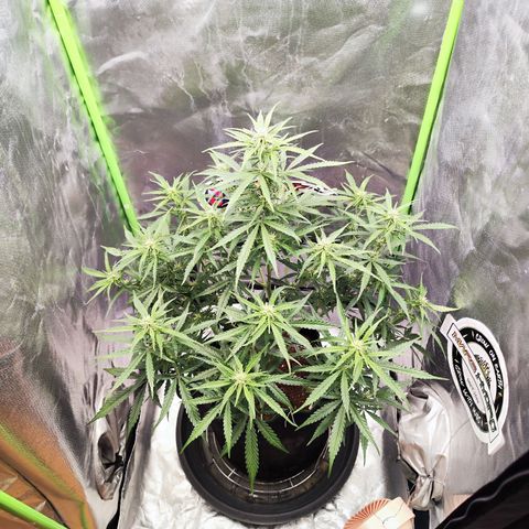 Auto Banana Blaze  growlog timeline photo