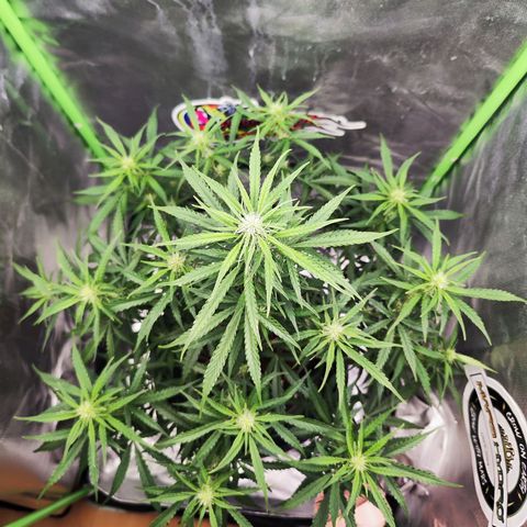 Auto Banana Blaze  growlog timeline photo