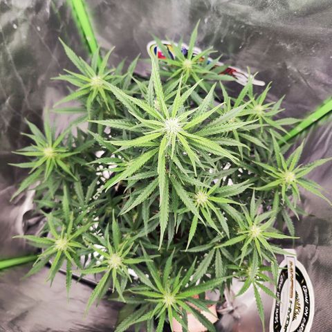 Auto Banana Blaze  growlog timeline photo