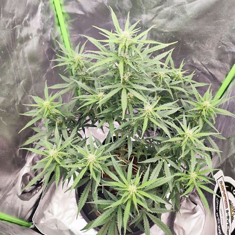 Auto Banana Blaze  growlog timeline photo