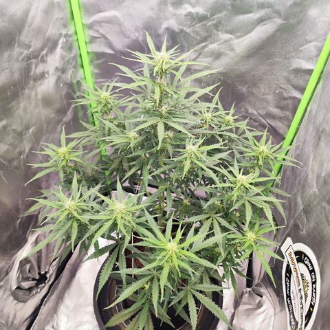Auto Banana Blaze  growlog timeline photo